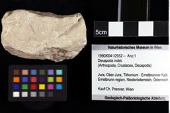 Foto (Objket + Etiketten) von Decapoda indet. 